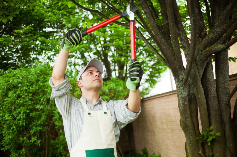Local Mulberry Tree Removal pros at work