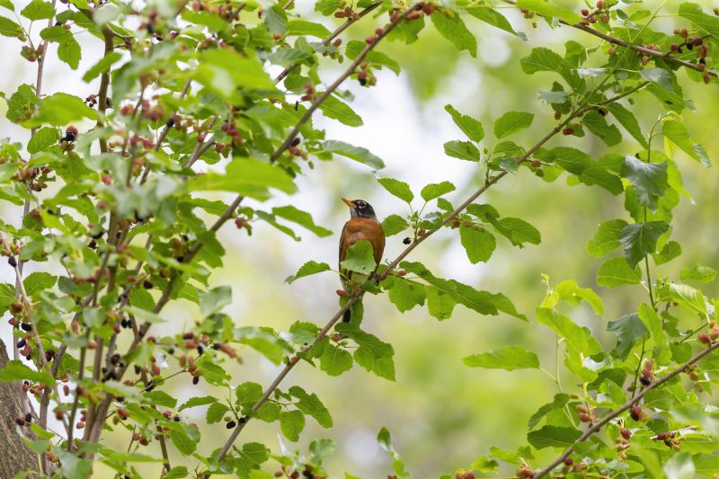 Spring Mulberry Tree Removal