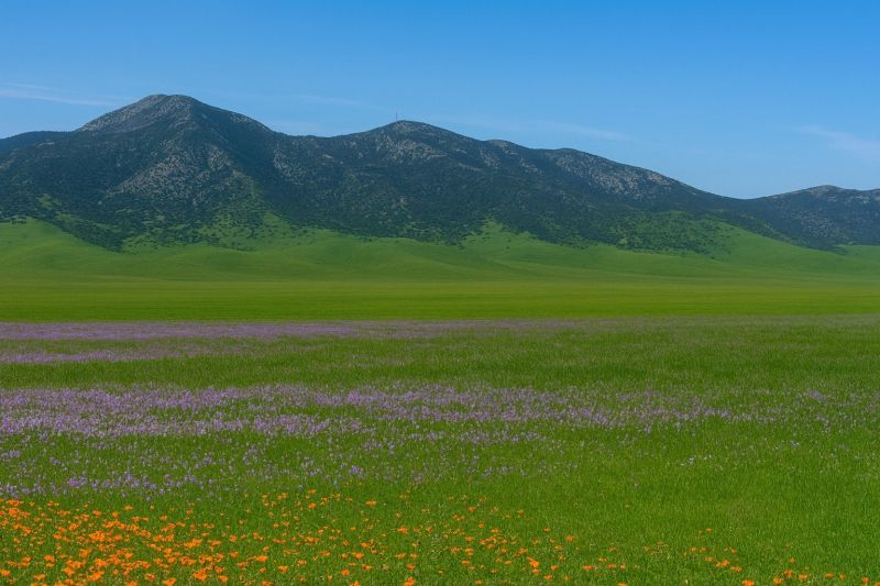Tree Removal Service in Rosamond, CA