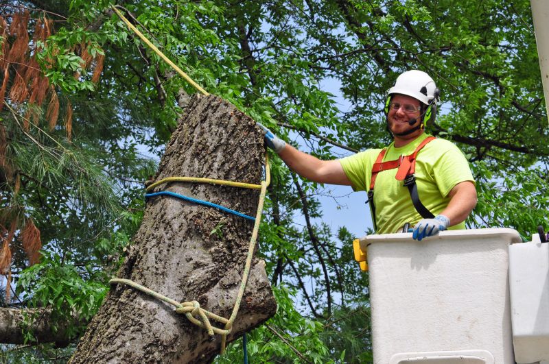 Mulberry Tree Removal