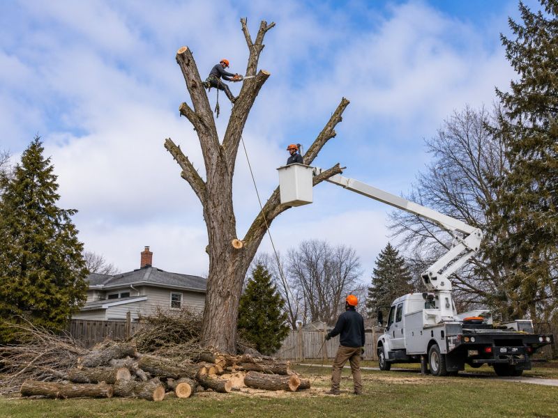 Birch Tree Removal in Duluth, MN