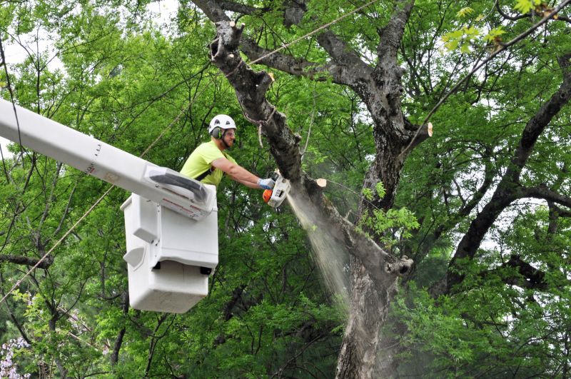 Mulberry Tree Removal