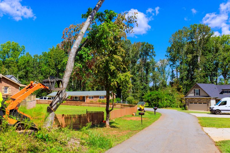 Mulberry Tree Removal
