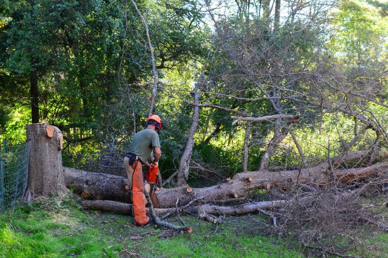 Dead Tree Removal