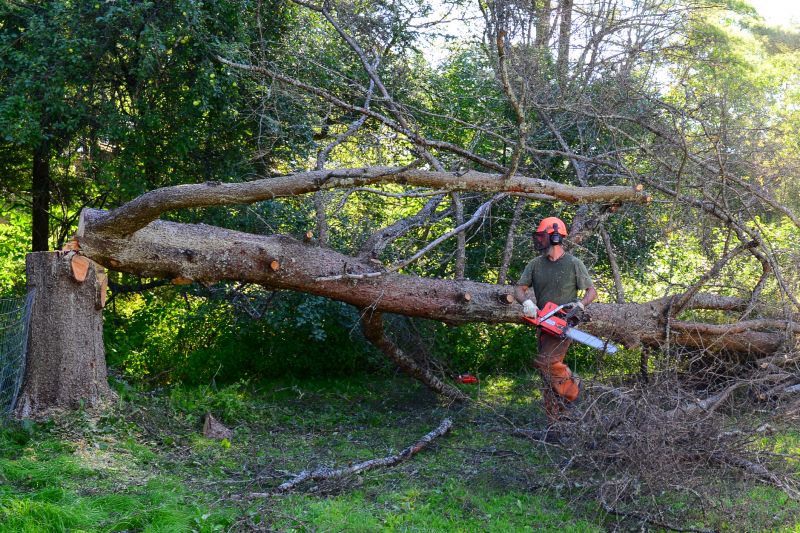 Dead Tree Removal
