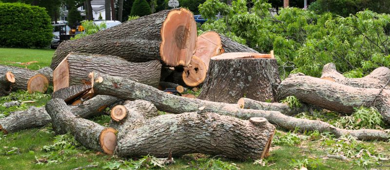Dead Tree Removal