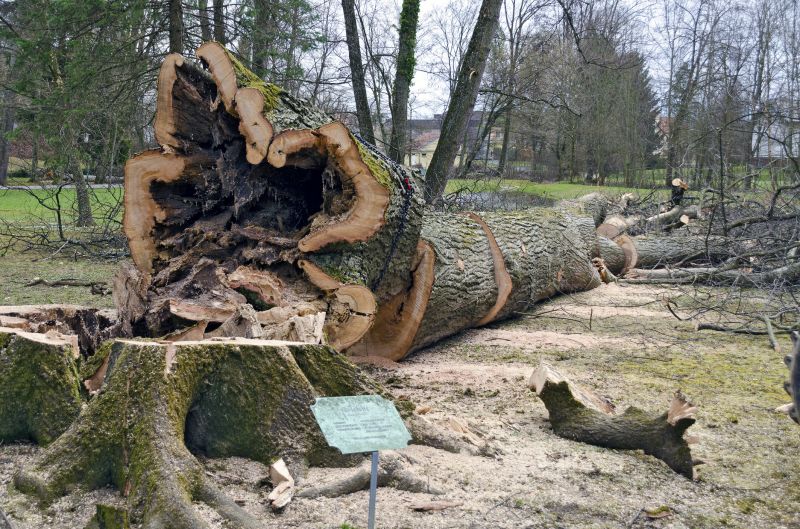 Dead Tree Removal