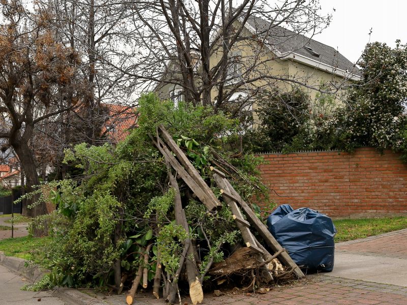 Dead Tree Removal
