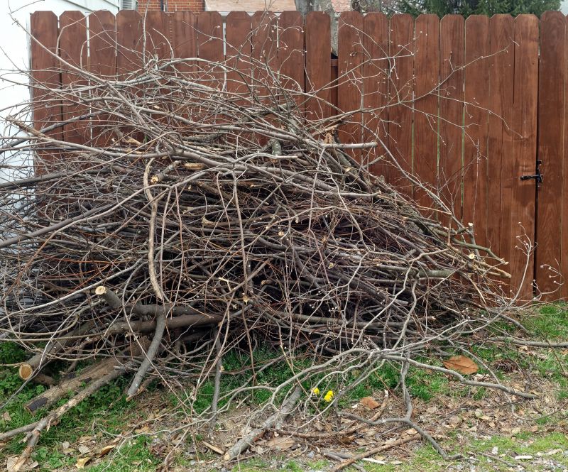 Dead Tree Removal