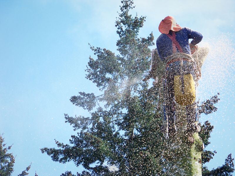 Dead Tree Removal