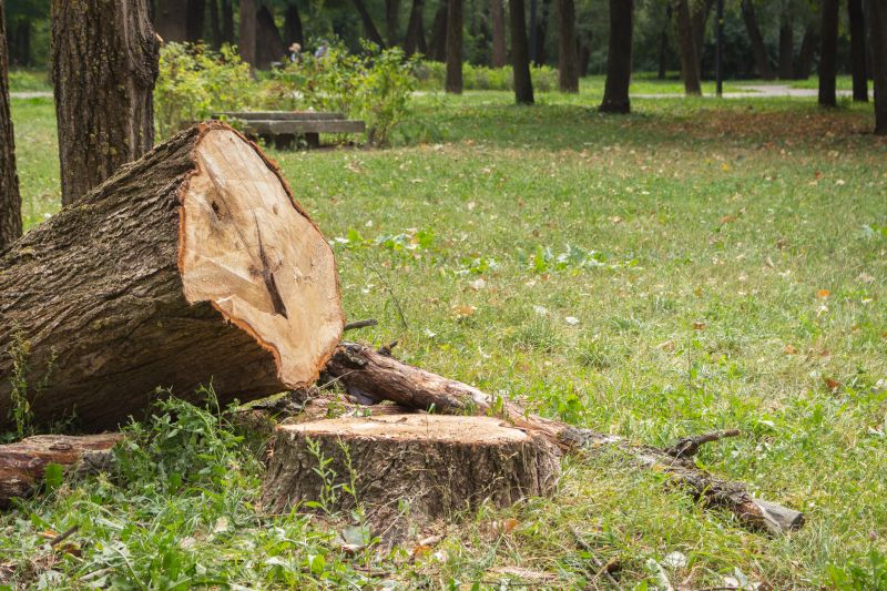 Dead Tree Removal