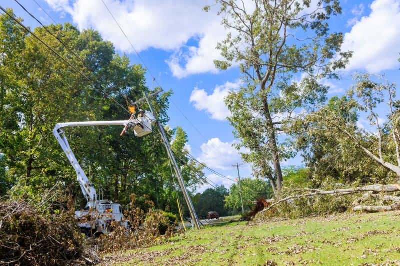 Emergency Tree Removal