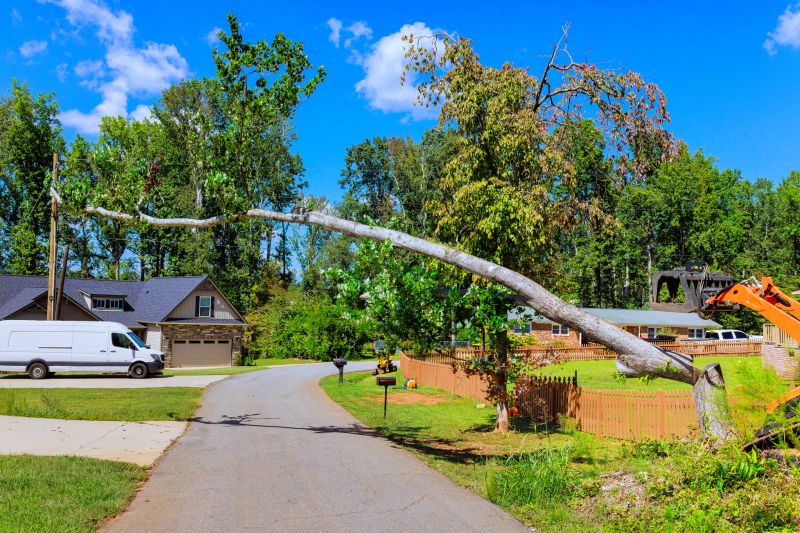 Emergency Tree Removal