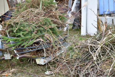 Fallen Tree Removal