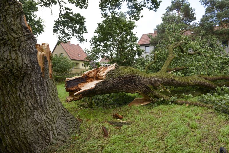 Fallen Tree Removal