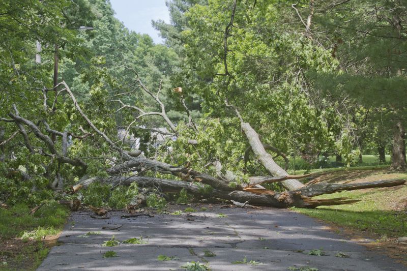 Fallen Tree Removal