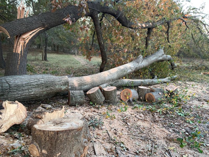 Fallen Tree Removal