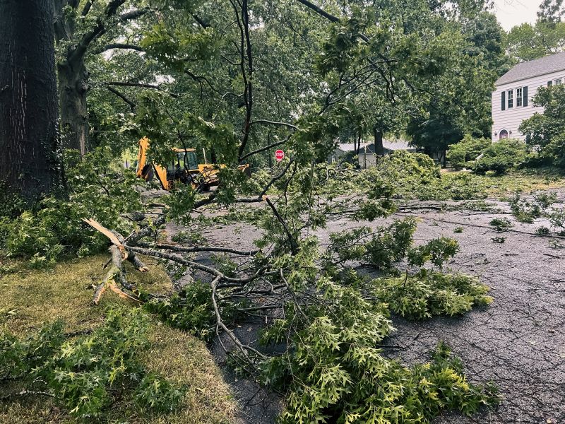 Fallen Tree Removal