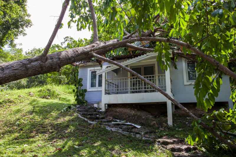 Fallen Tree Removal