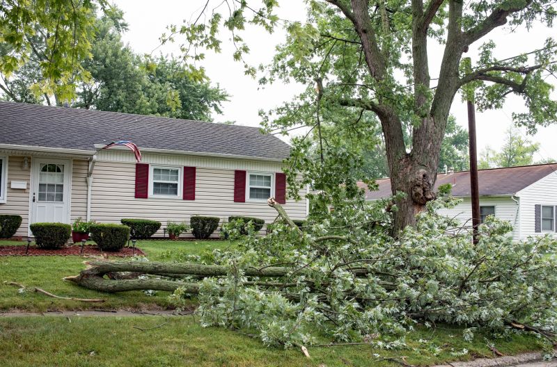 Fallen Tree Removal