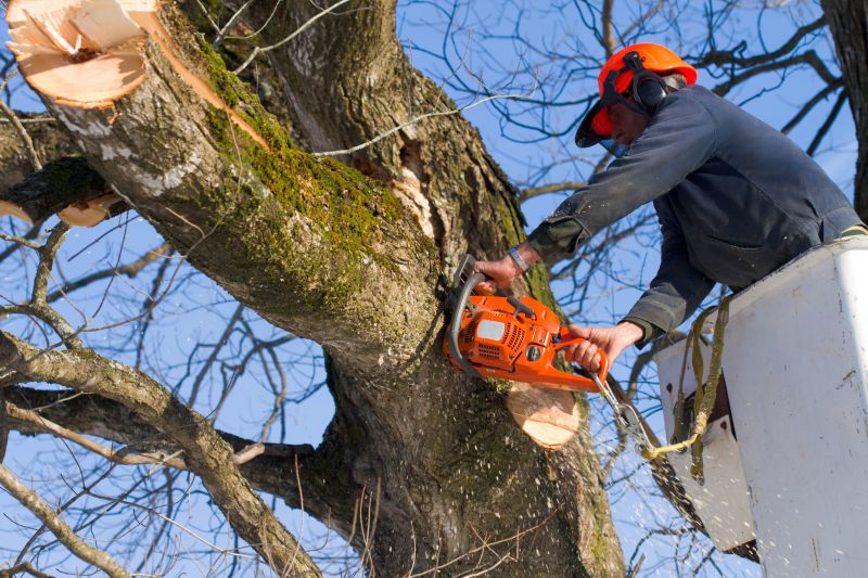 Mulberry Tree Removal detail