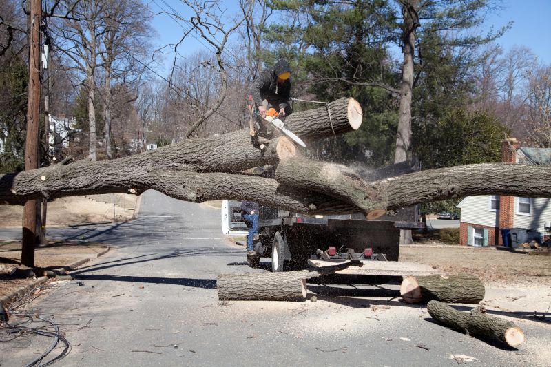 Mulberry Tree Removal detail