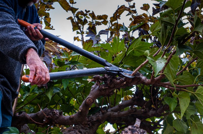 Mulberry Tree Removal detail