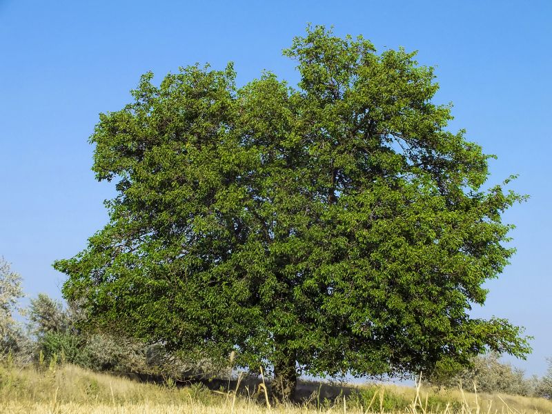 Mulberry Tree Removal