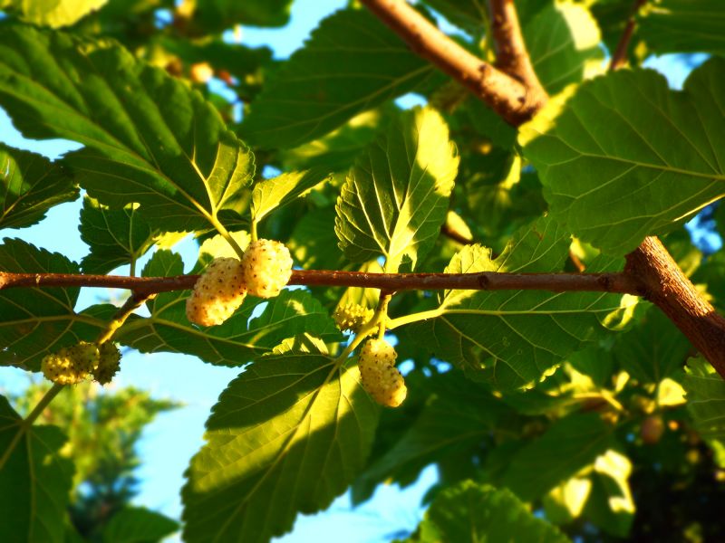 Mulberry Tree Removal