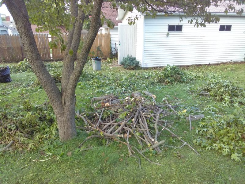 Mulberry Tree Removal